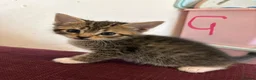 Mixed Breed cats for sale: 9 8week old kittens available - Advert 8