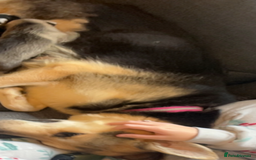 Shepsky dogs for sale: 8 week old male  - Advert 4