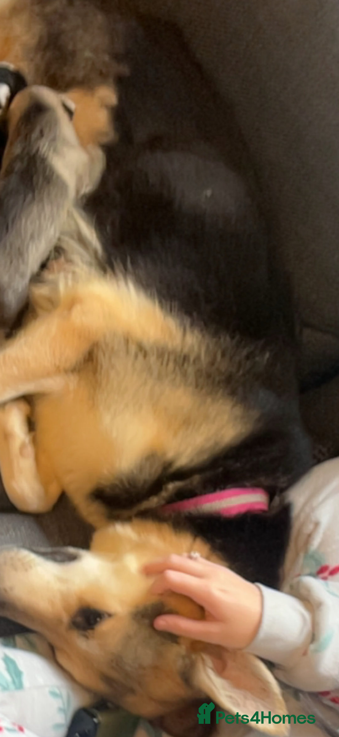 Shepsky dogs for sale: 8 week old male  - Advert 4