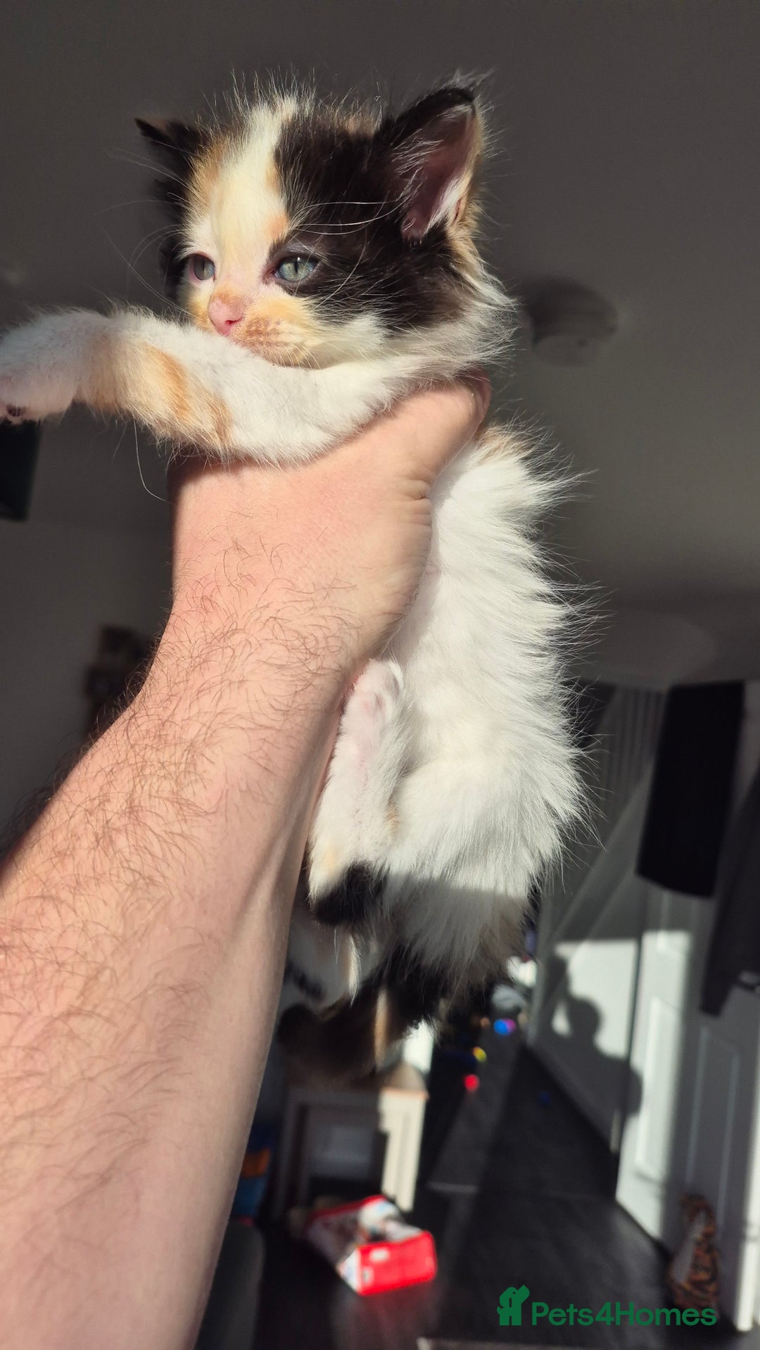 Mixed Breed cats for sale: 5 Beautiful Maine Coon/Ragdoll Kittens  - Advert 9