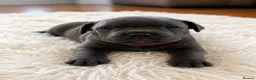 Staffordshire Bull Terrier dogs for sale: 👉 KC Blue Staffy Puppies – DNA Clear🔥 - Advert 20