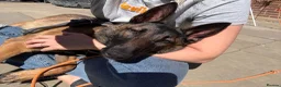 Belgian Shepherd Dog dogs for sale: 1 year old female Belgian malinos  - Advert 8