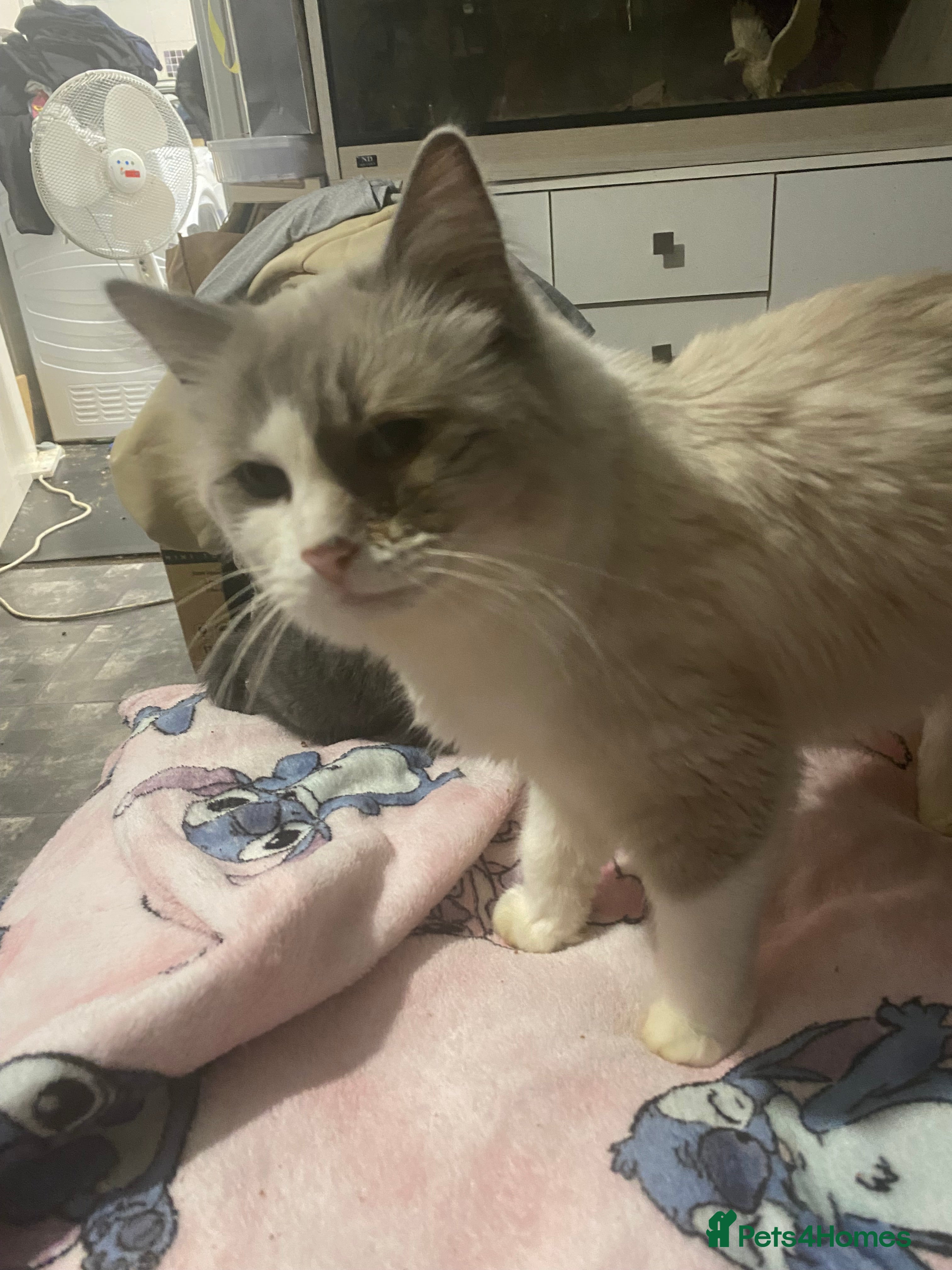 Mixed Breed cats 3 beautiful ragdoll cross British shorthair - Advert 13