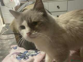 Mixed Breed cats 3 beautiful ragdoll cross British shorthair - Advert 13