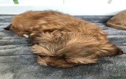 Mixed Breed dogs for sale: ADORABLE LITTER OF SHIH TZU/CHIHUAHUAS - Image 4