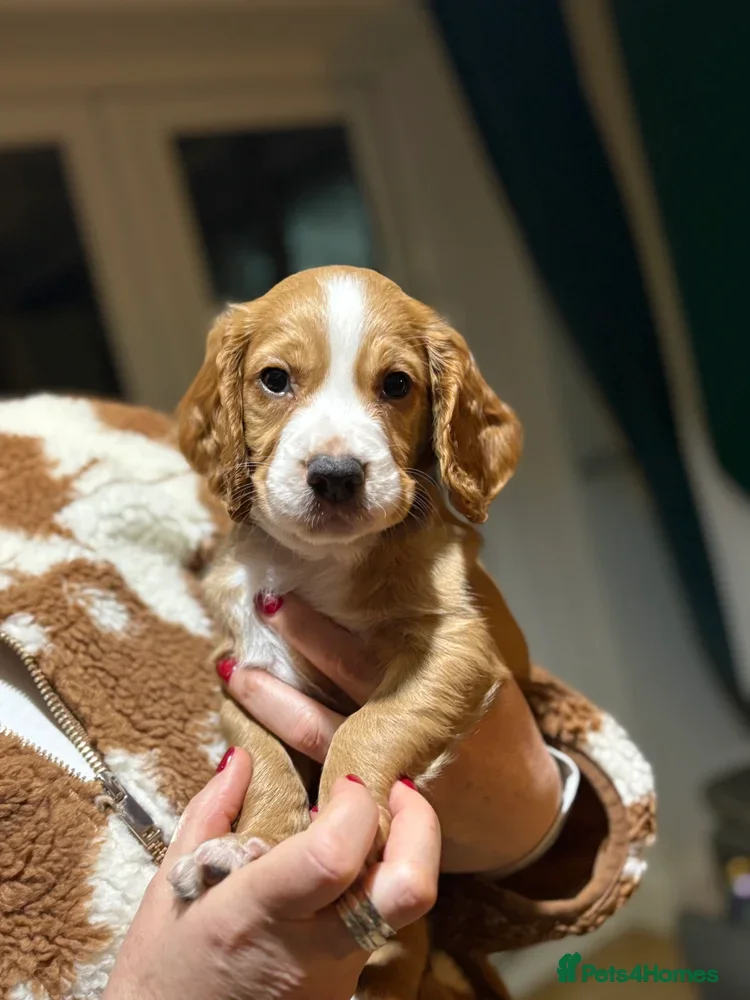 Cocker Spaniel dogs Working Cocker Spaniel puppy’s  - Advert 2