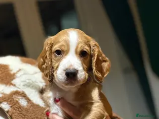 Cocker Spaniel dogs Working Cocker Spaniel puppy’s - Advert 8