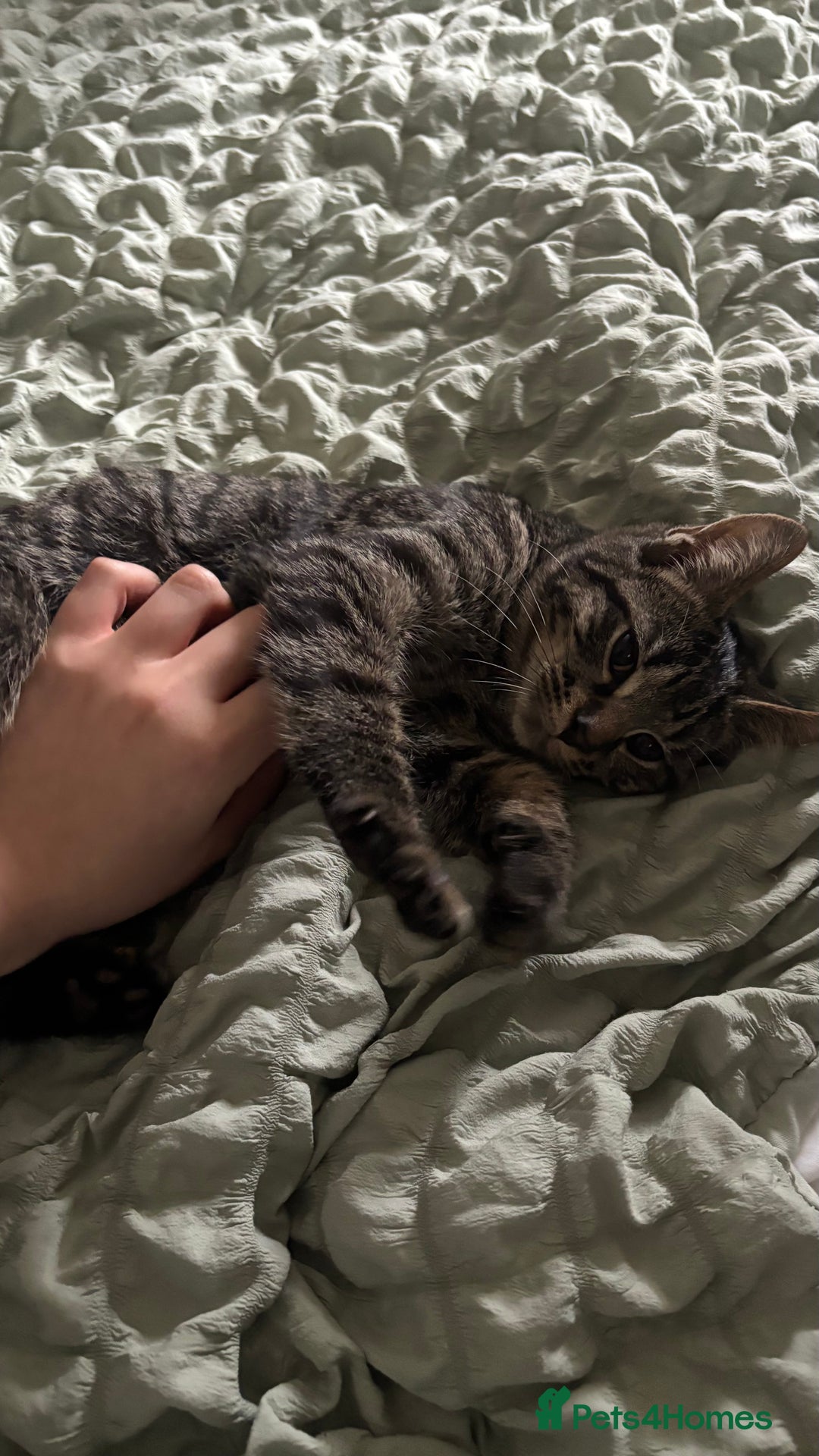 Mixed Breed cats for sale: 2 female black kittens and a tabby male  - Advert 11