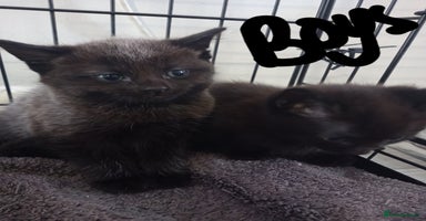 Mixed Breed cats - Advert 11