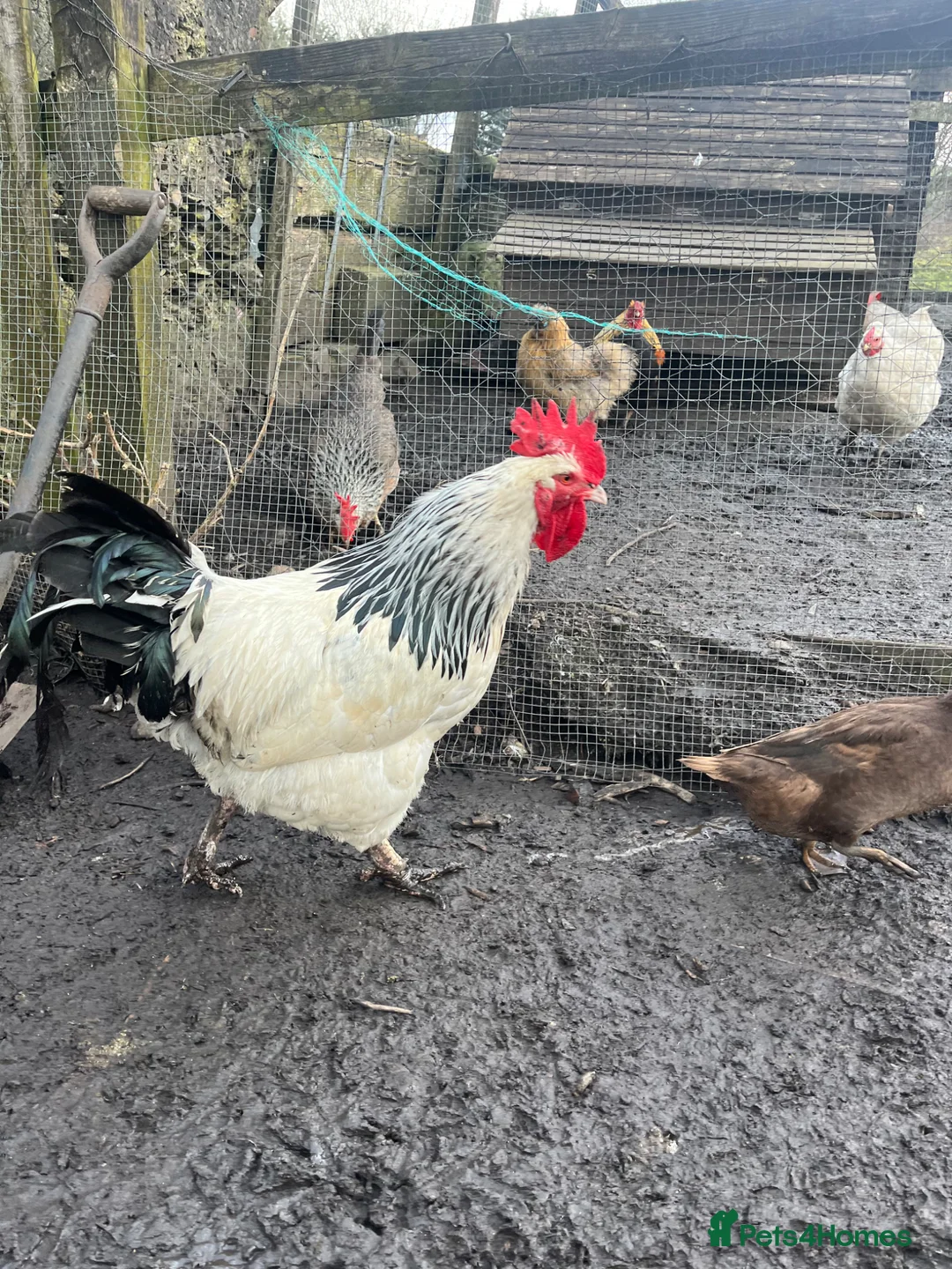 Chickens poultry for sale: Standard 2 year old light Sussex cockerel  - Advert 10