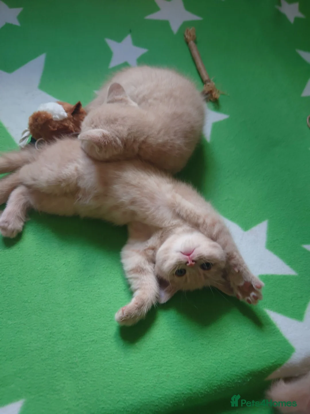 Mixed Breed cats for sale: 6 Cream brothers and one gray tortie girl for sale - Advert 2