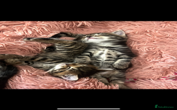 Mixed Breed cats for sale: 5 Adorable Mixed Breed Kittens - Image 12