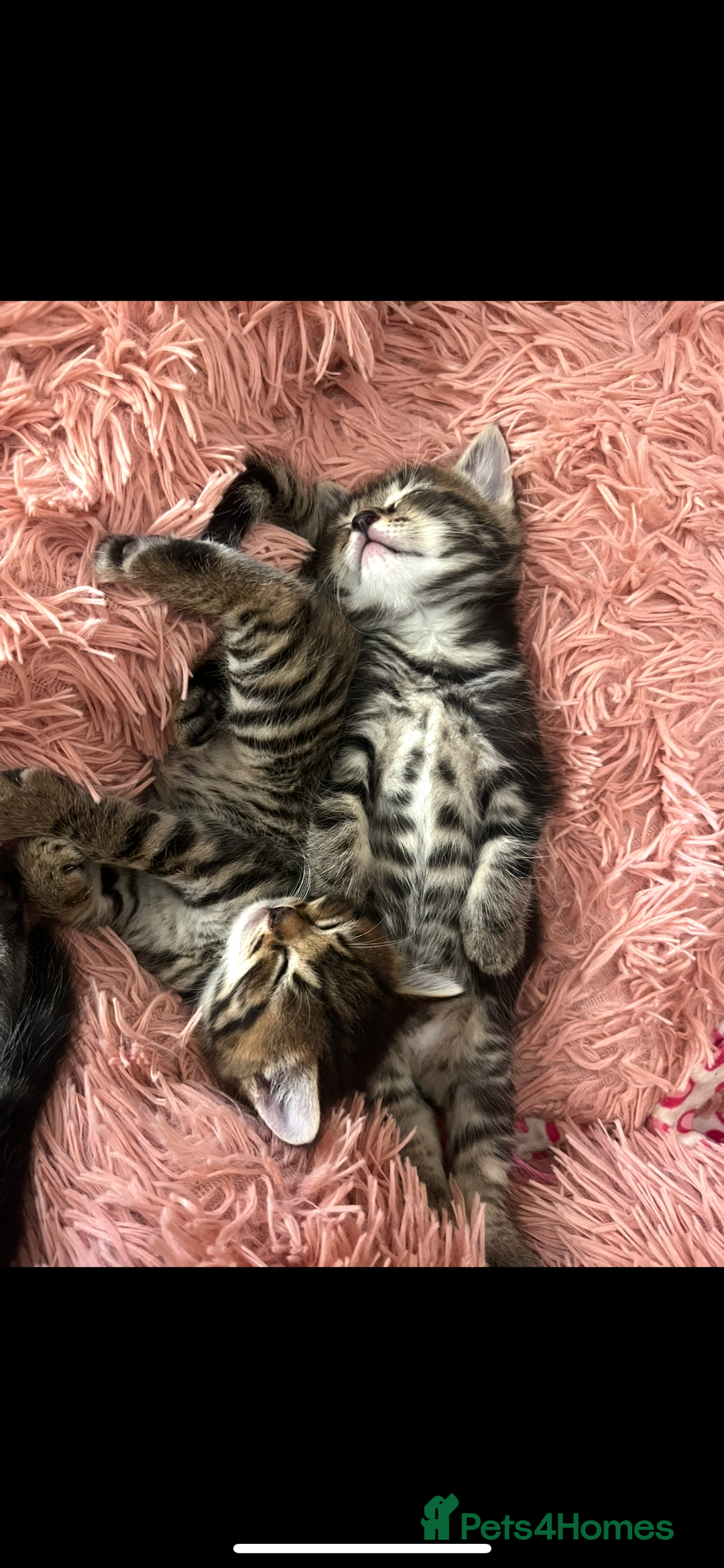 Mixed Breed cats for sale: 5 Adorable Mixed Breed Kittens - Image 12