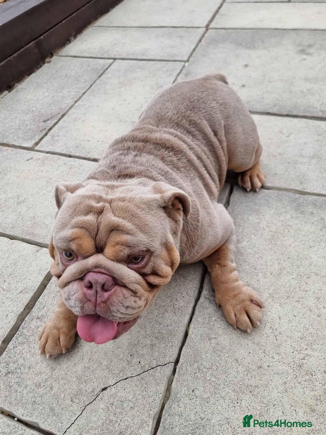 English Bulldog dogs for sale: 3 Year old Beautiful Lilac and Tan Male - Image 7