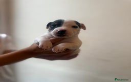Jack Russell dogs for sale: Beautiful Jack Russell Litter - Image 12