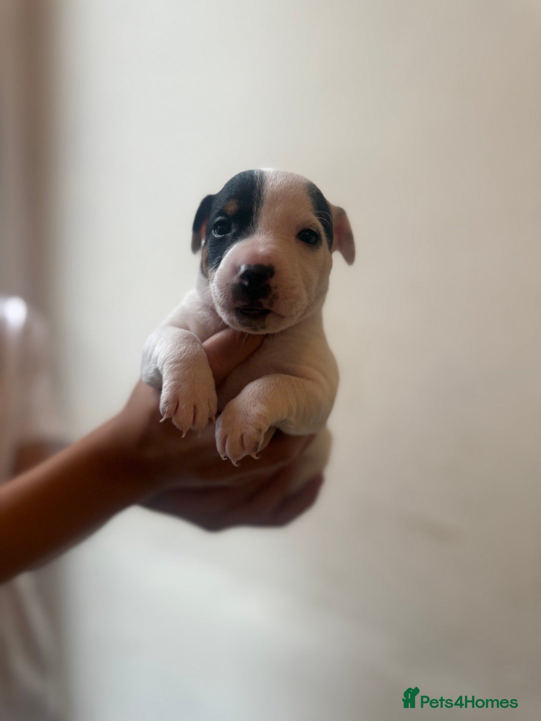 Jack Russell dogs for sale: Beautiful Jack Russell Litter - Image 12