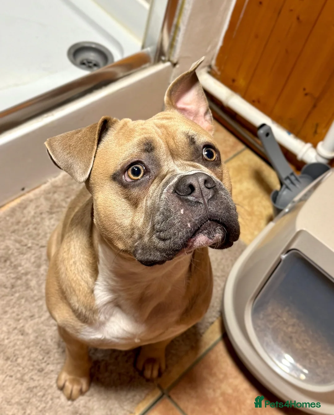 Mixed Breed dogs for sale: Rocky - Advert 2