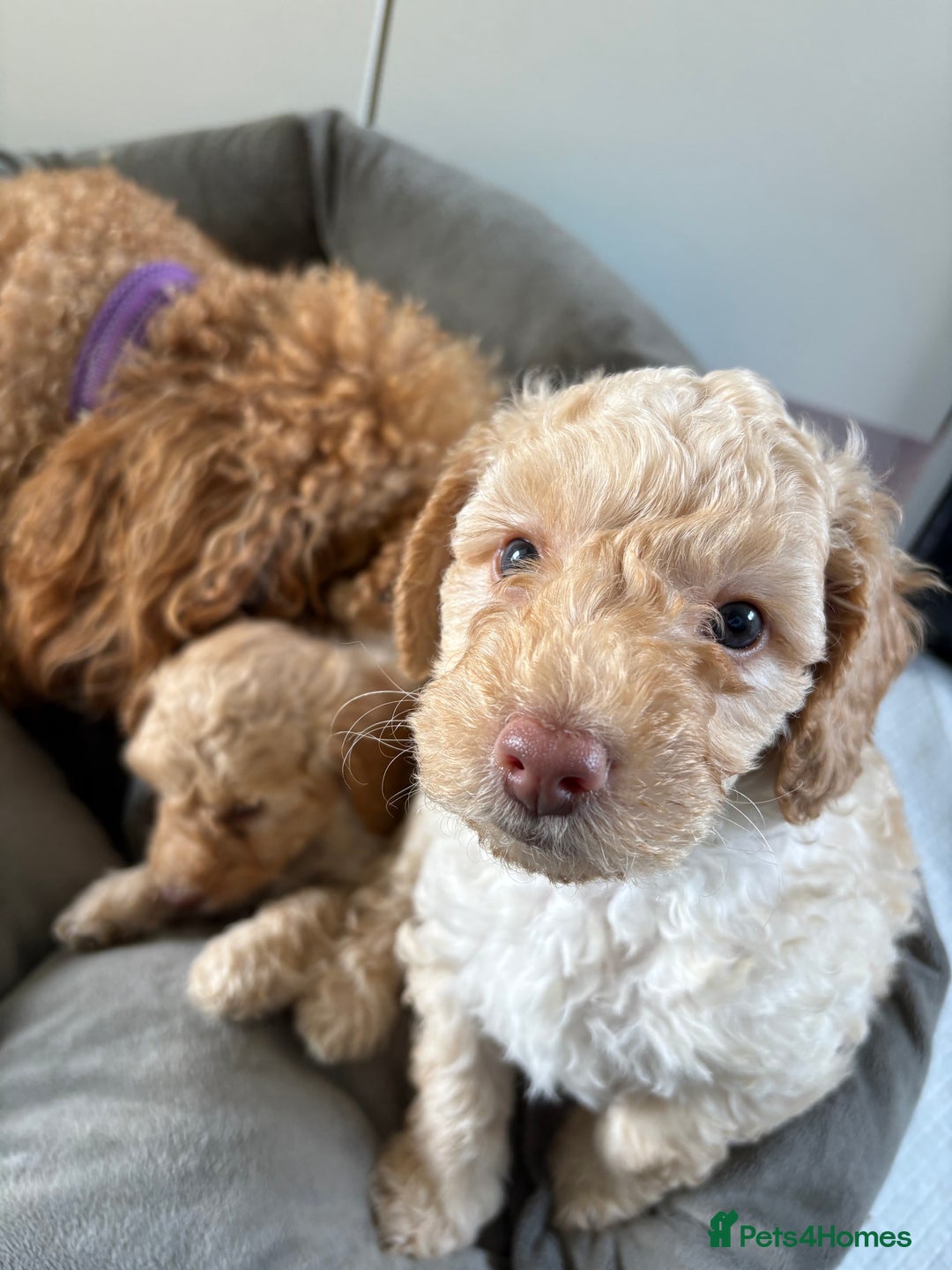 Toy Poodle dogs for sale: Stunning litter of Toy Poodles - Image 21
