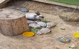 Rex rabbits for sale: Gorgeous rex rabbits - Image 8