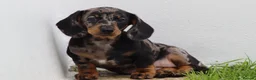 Dachshund dogs for sale: Miniature Dachshund puppies for sale - Advert 18