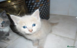 Mixed Breed cats for sale: 5 Beautiful kittens for sale  - Image 7