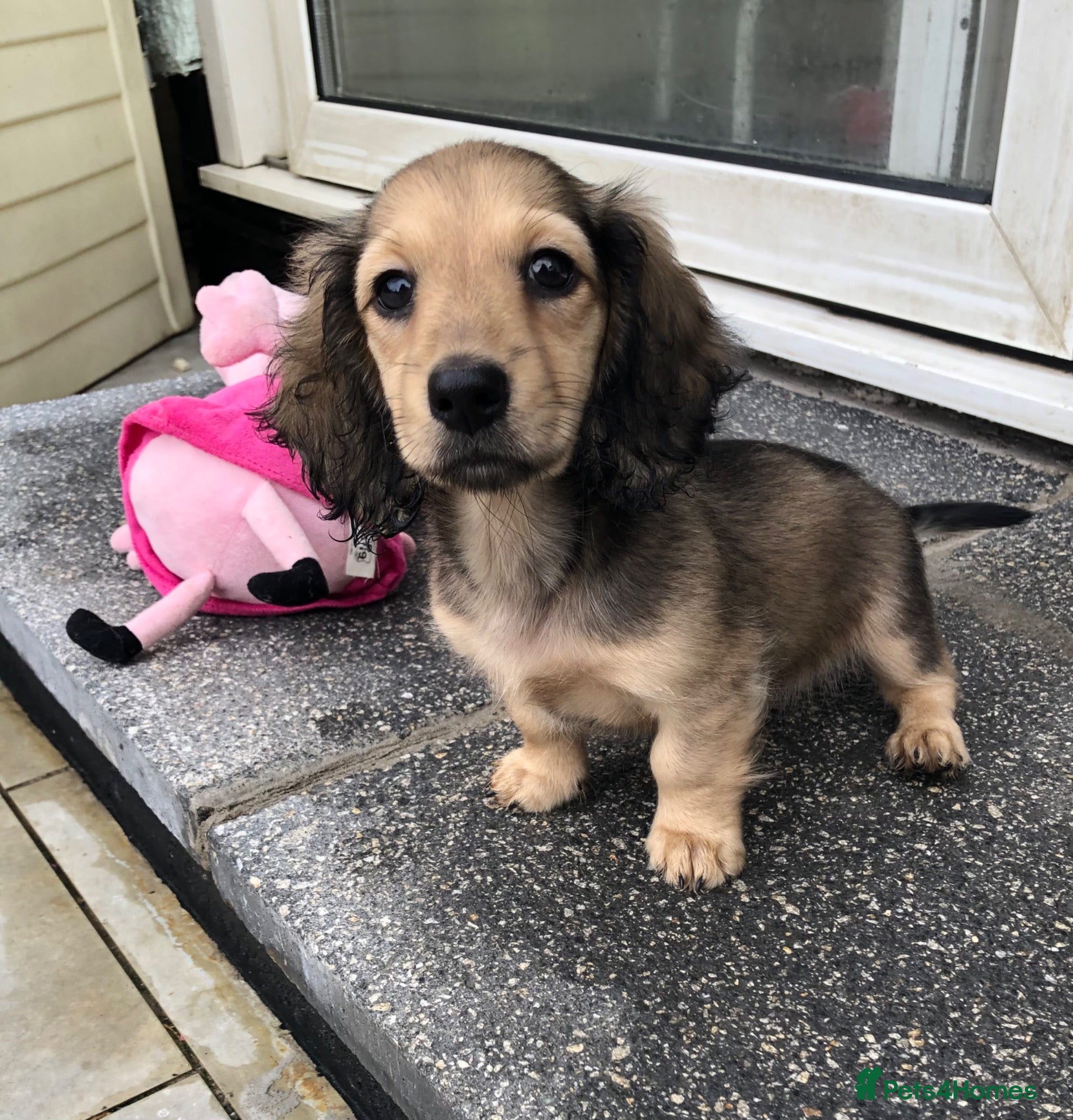 Miniature Dachshund dogs K.C.Reg Miniature Dachshund - Advert 8