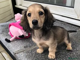 Miniature Dachshund dogs K.C.Reg Miniature Dachshund - Advert 8