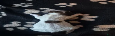 Shih Tzu Puppy 1