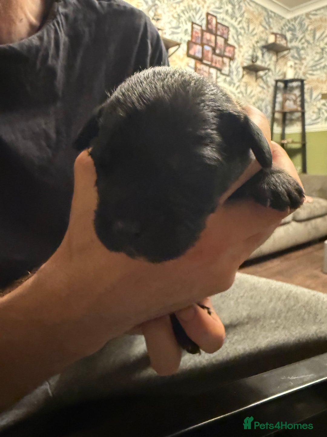 Mixed Breed dogs for sale: Mastador pups - Image 12