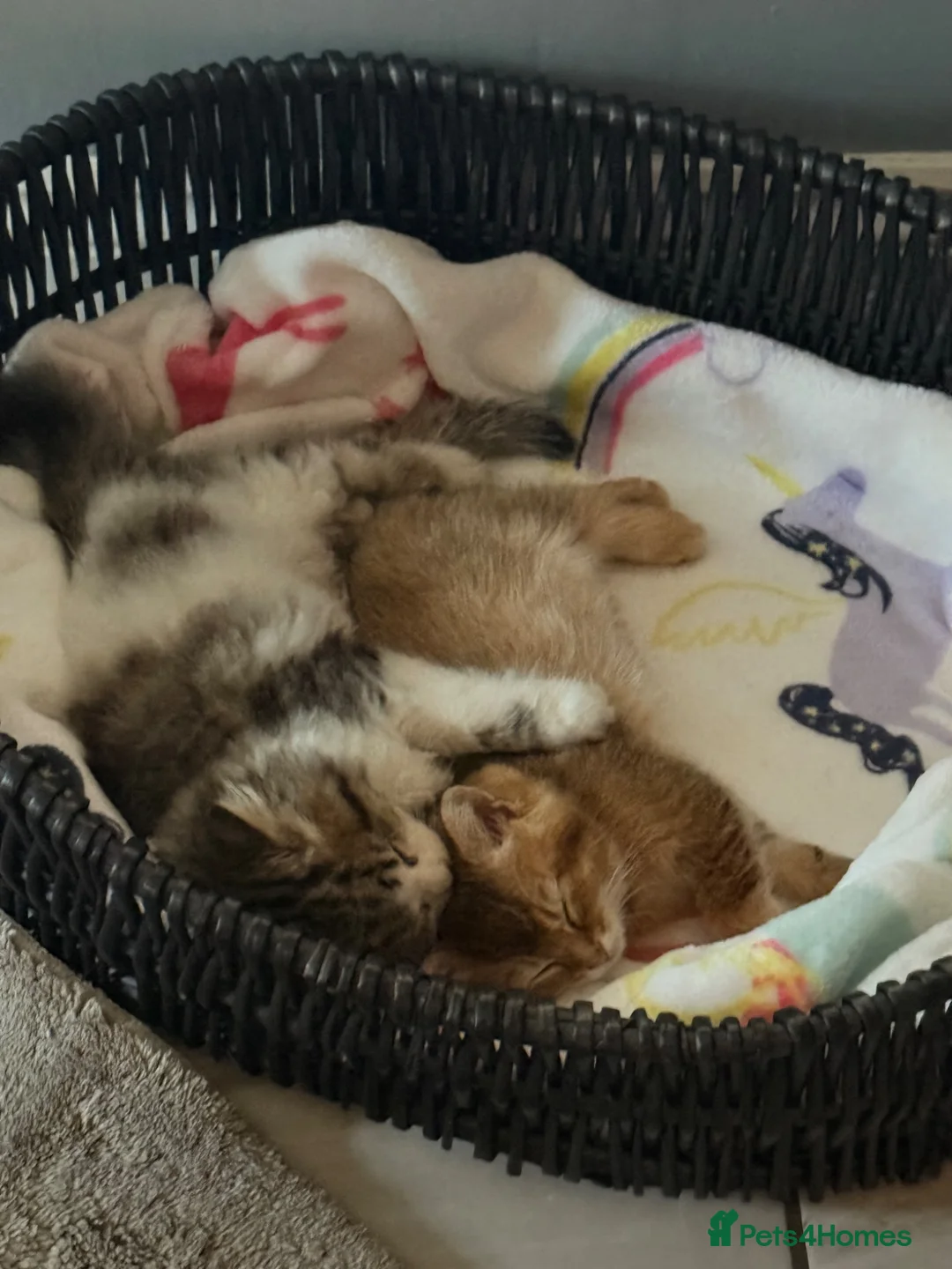 British Longhair cats for sale: Ready to leave kittens  - Advert 2