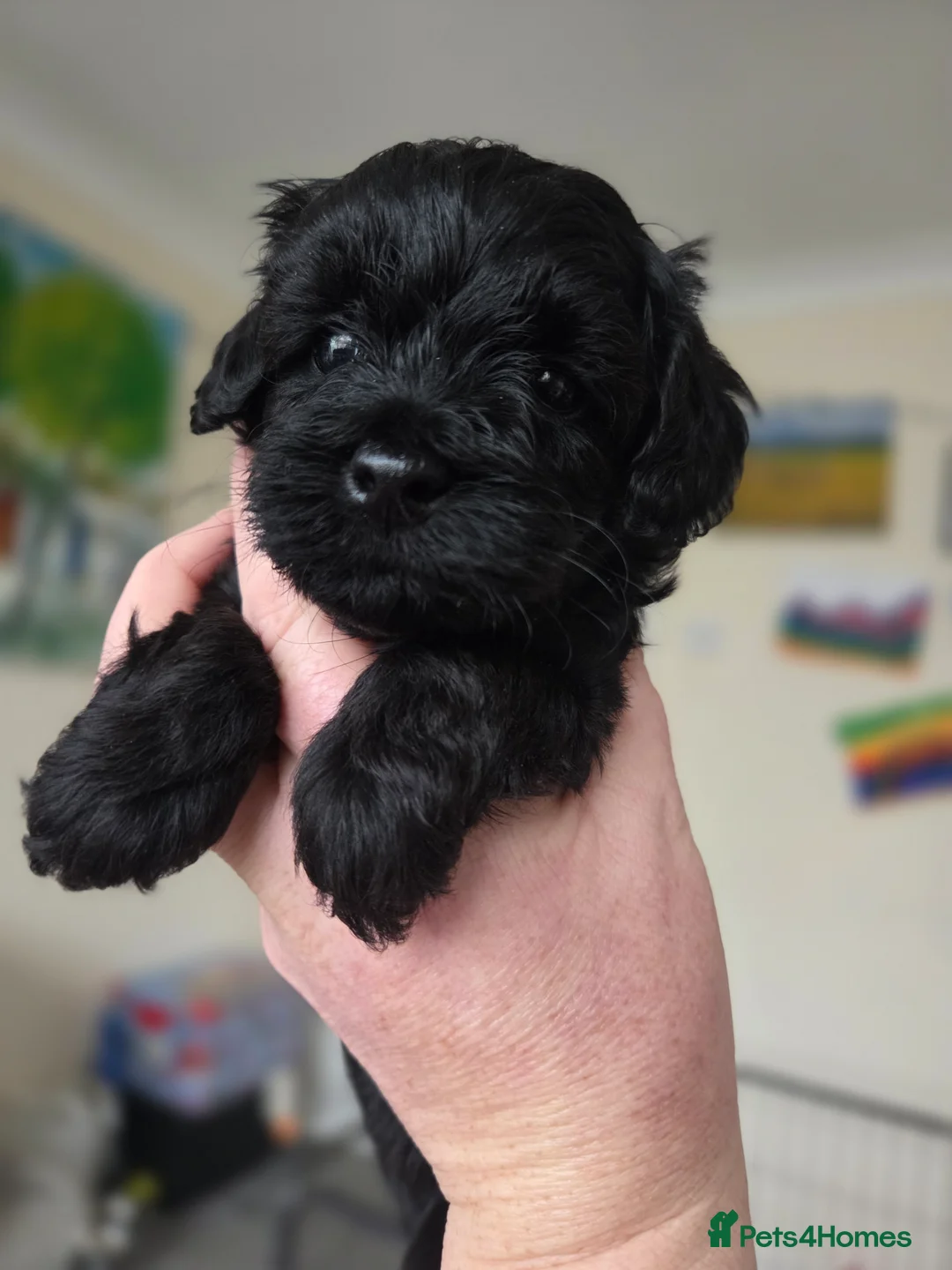 Cockapoo dogs for sale: F1B Toy Cockapoo Puppies - Advert 7