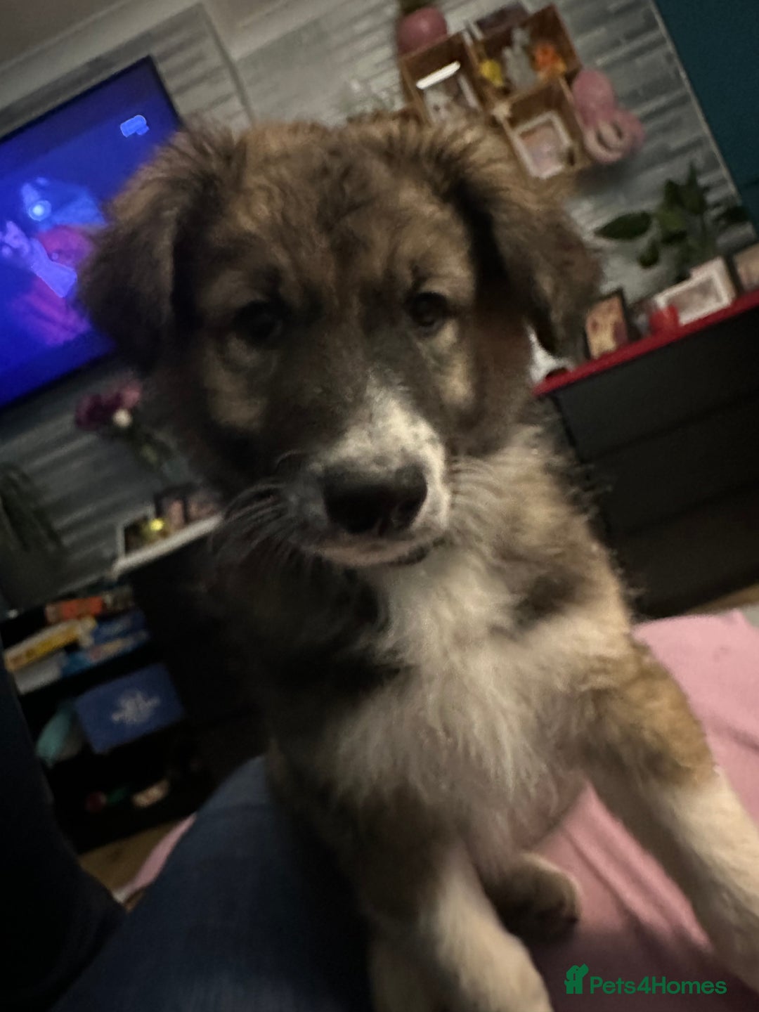 Mixed Breed dogs for sale: Gorgeous pups  - Advert 8