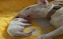 Bull Terrier dogs for sale: Bull Terrier Puppies - Image 6