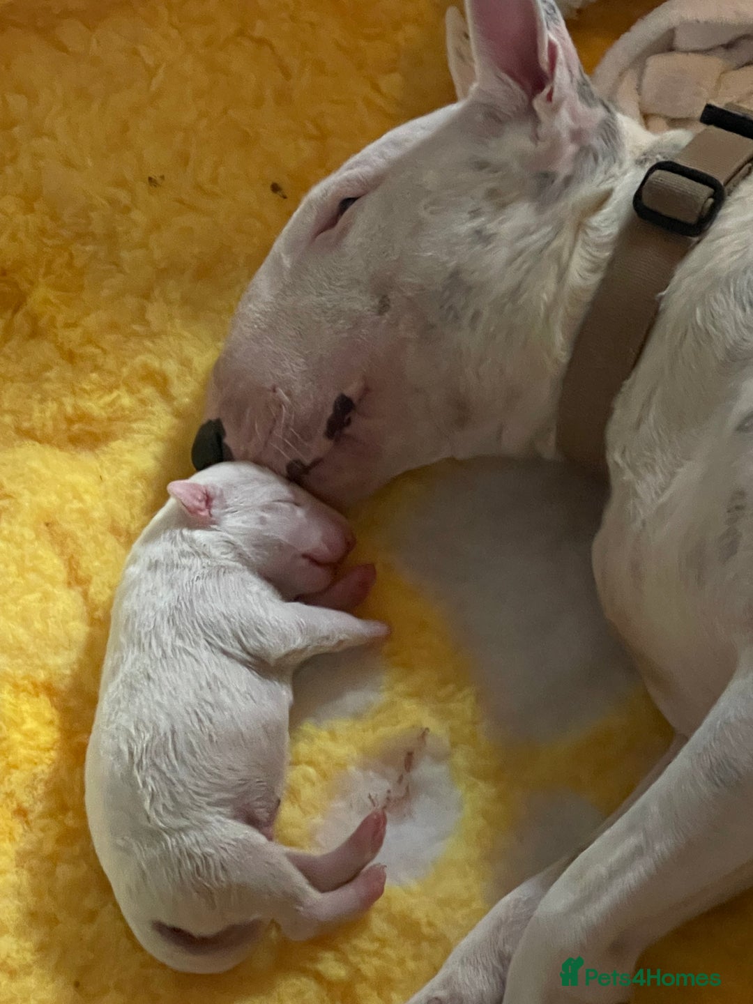 Bull Terrier dogs for sale: Bull Terrier Puppies - Image 6