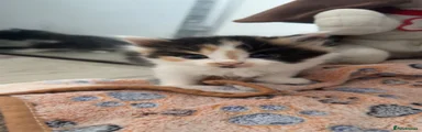 Fluffy calico