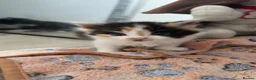 Mixed Breed cats for sale: 4 Adorable Girl kittens for new homes!! - Advert 7