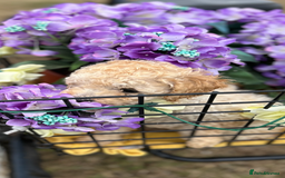 Cockapoo dogs for sale: YANKYDOODLES  ( COCKERPOOS) - Image 1