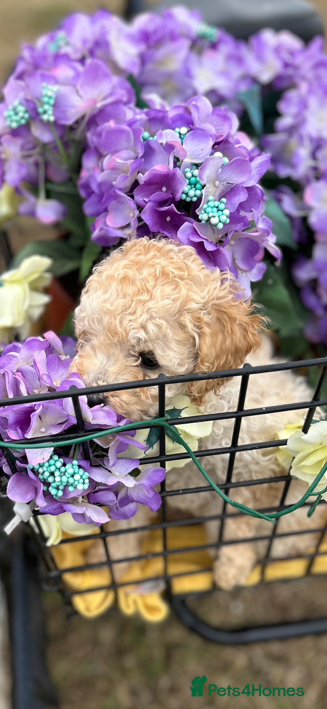 Cockapoo dogs for sale: YANKYDOODLES  ( COCKERPOOS) - Image 1