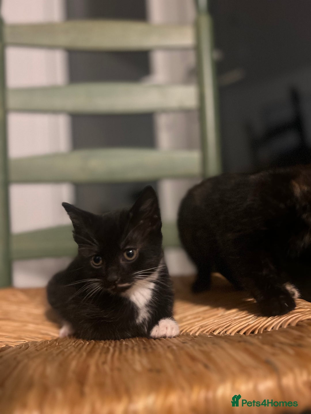 Mixed Breed cats for sale: Bengal Mix- Ready! 4/6 left  - Image 11