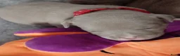 American Bully dogs for sale: American pocket bully pups - Advert 7