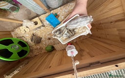 Hamster rodents for sale: 🐹 baby winter white hamsters for sale also dad 🐹 - Image 2