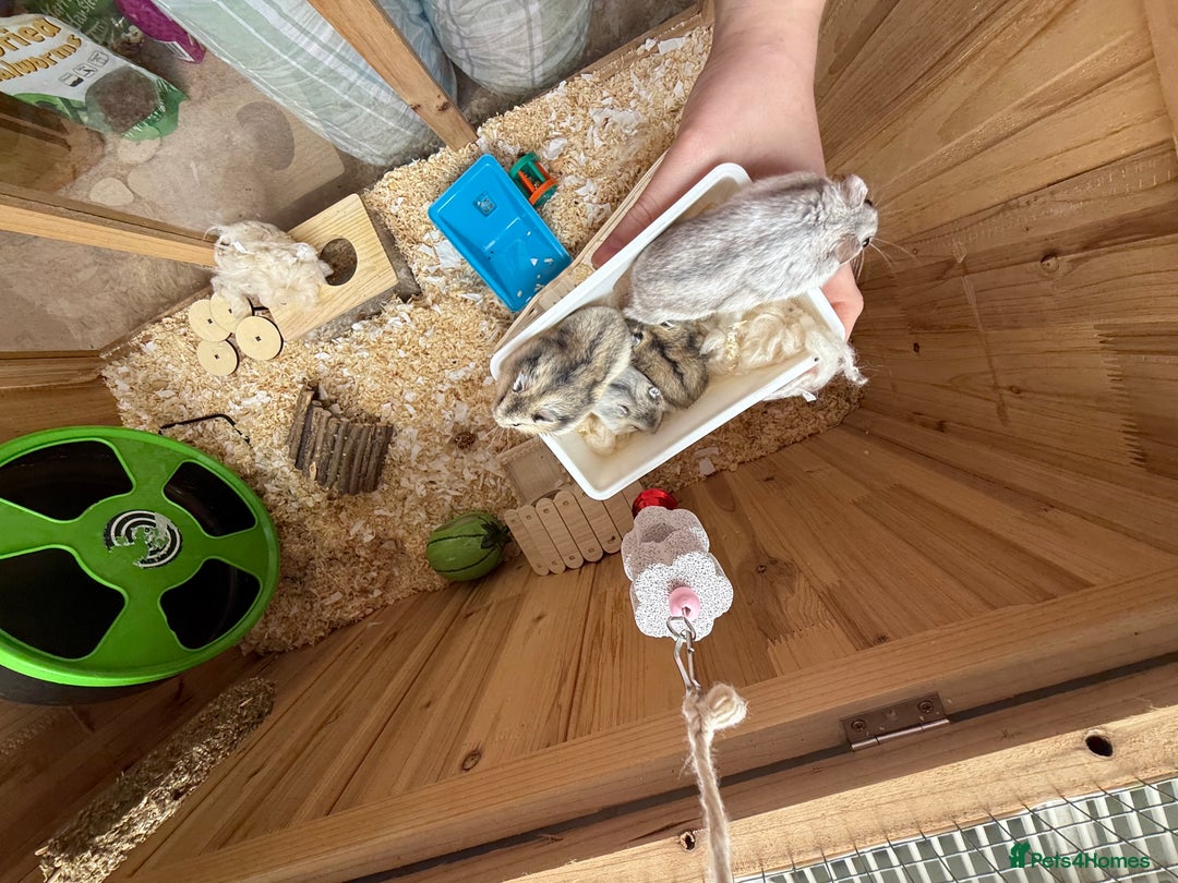 Hamster rodents for sale: 🐹 baby winter white hamsters for sale also dad 🐹 - Image 2