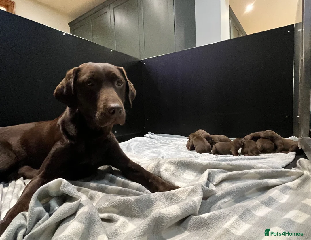 Labrador Retriever dogs for sale: Extensively Health Tested Chocolates  - Advert 2