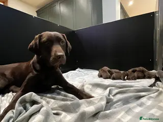 Labrador Retriever dogs Extensively Health Tested Chocolates - Advert 6