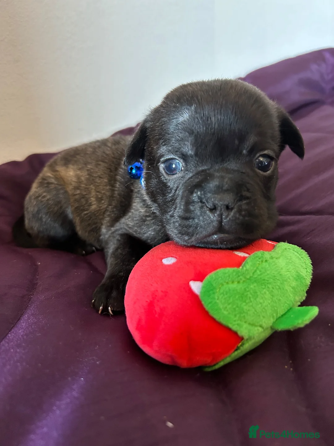 Mixed Breed dogs for sale: litter of 8 gorgeous puppies. 5 girls 3 boys. - Advert 2