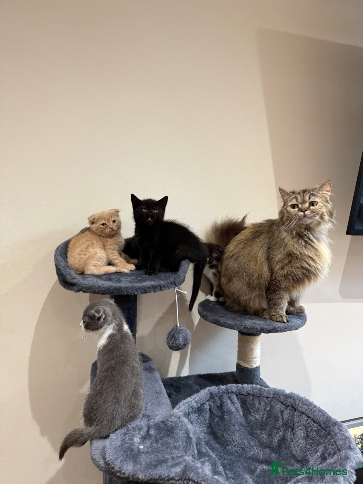 Mixed Breed cats 5 Beautiful kittens for sale  - Advert 7
