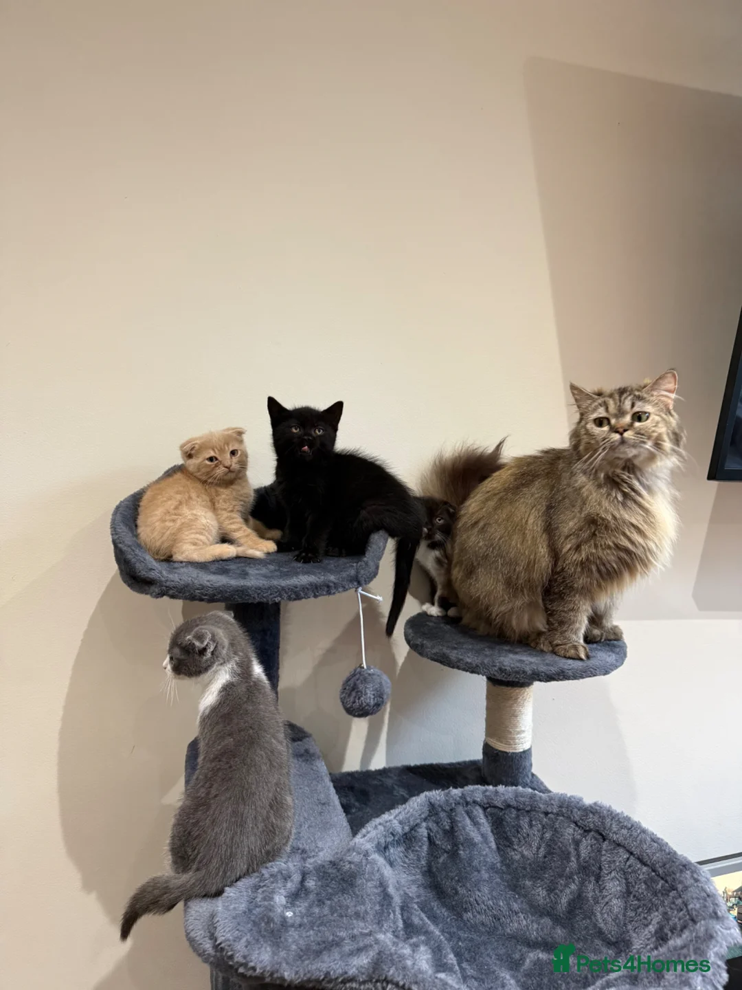 Mixed Breed cats for sale: 5 Beautiful kittens for sale  in Leeds - Advert 1