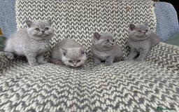 British Shorthair cats for sale: 4 British shorthair kittens ready now  - Image 5