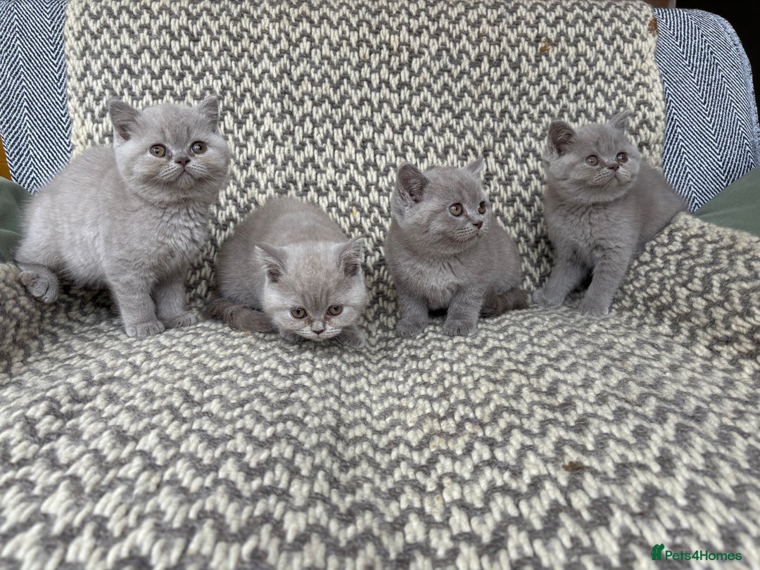 British Shorthair cats for sale: 4 British shorthair kittens ready now  - Image 5