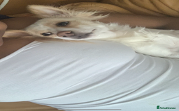 Mixed Breed dogs for sale: 🐾 Loving Homes Wanted for Two Puppies & Dad 🐾 - Image 11